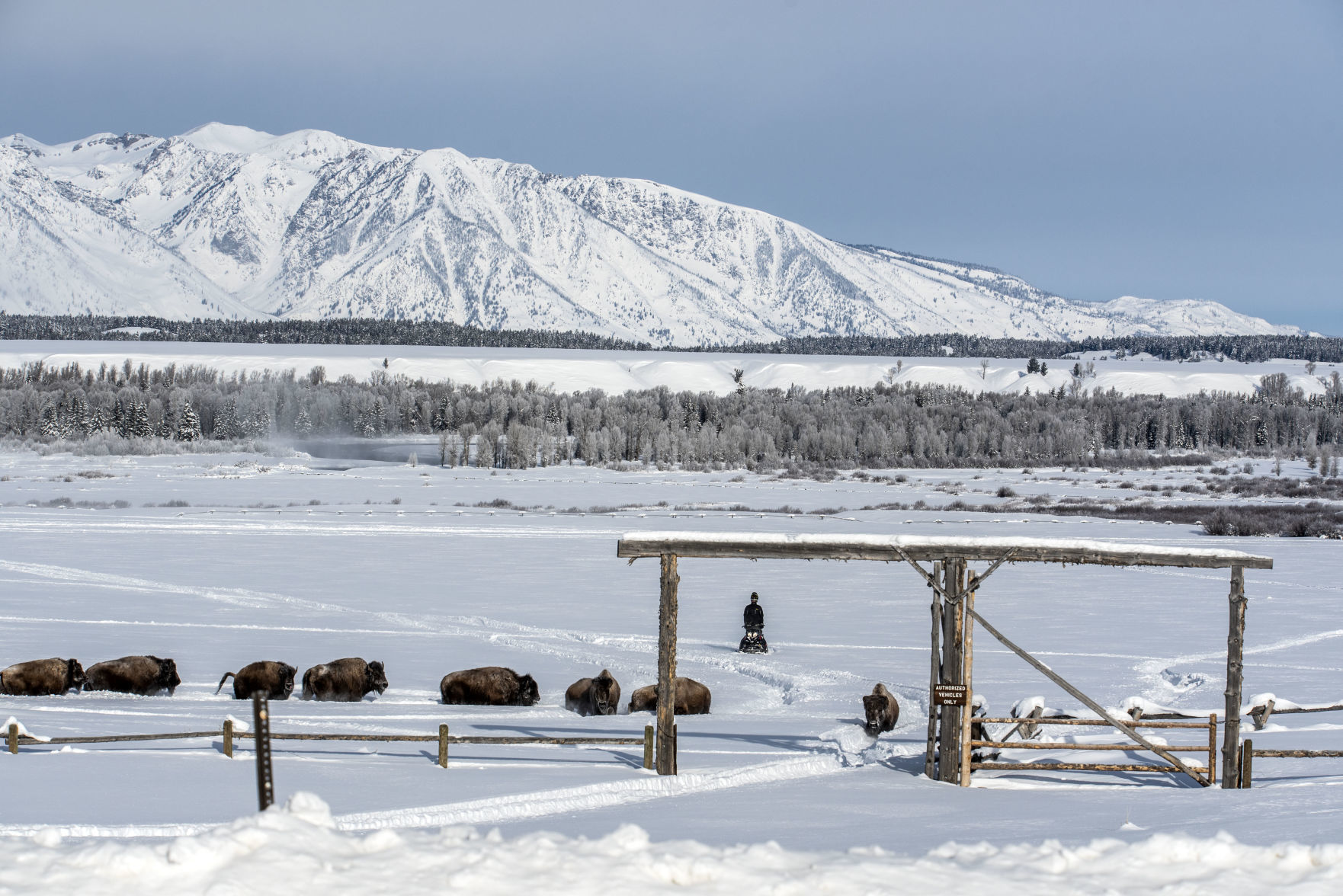 Bison drive in Grand Teton National Park